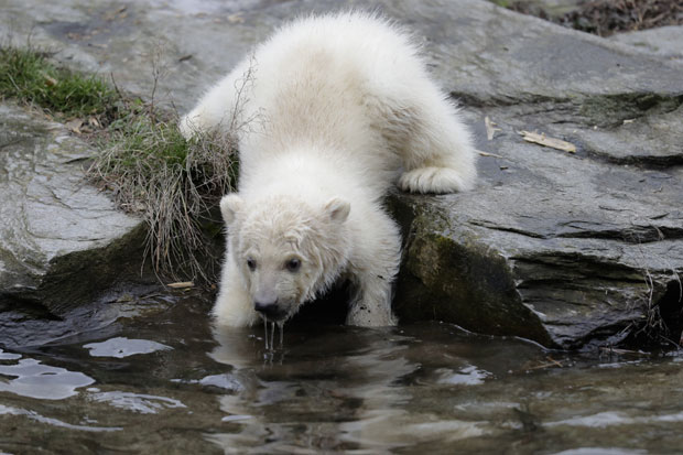 Ново младунче поларног медведа у берлинском зоо врту